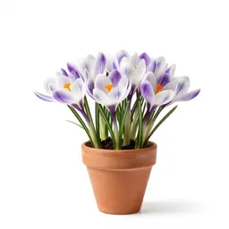Autumn crocus