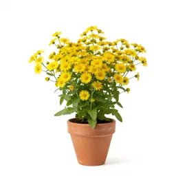 Autumn sneezeweed