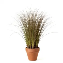 Awnless bromegrass