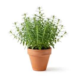 Axseed
