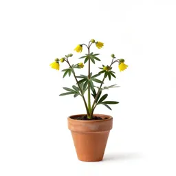 Edelweiss