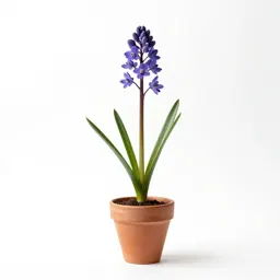 Elegant brodiaea