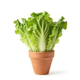 Endive