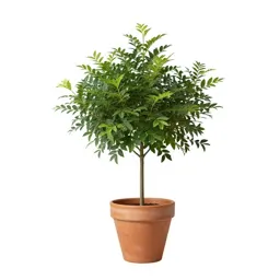 Engelmannia