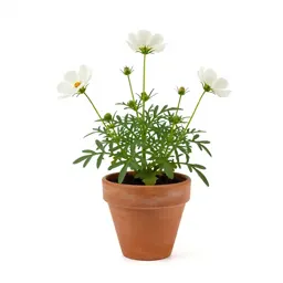 Evening primrose