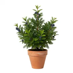 Evergreen blueberry