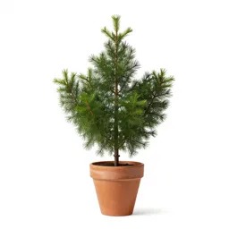Evergreen huckleberry
