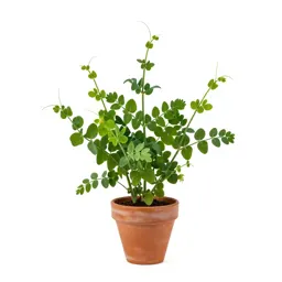 Everlasting pea