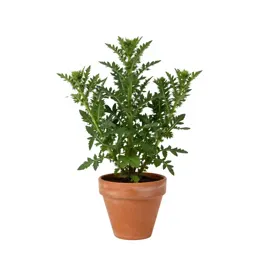 Inula