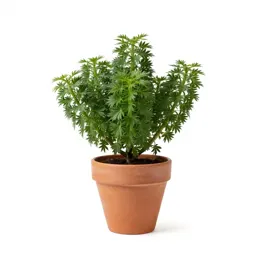 Iridaceous plant