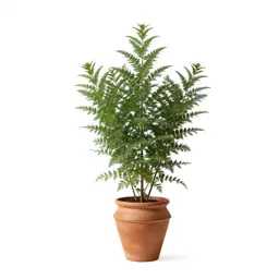 Ironweed