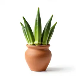 Okra