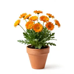 Orange daisy