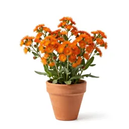 Orange hawkweed