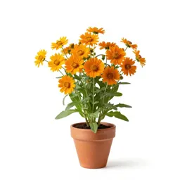 Orange sneezeweed