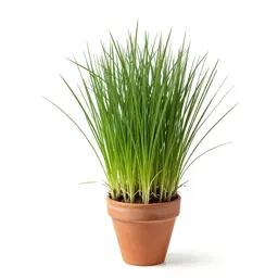 Orchard grass
