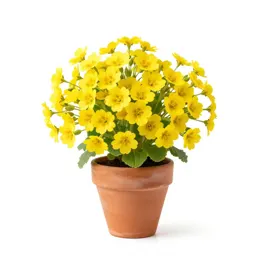 Oxlip