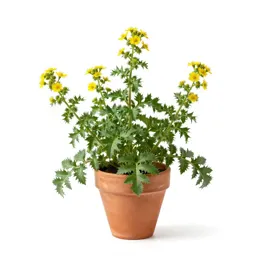 Oxtongue