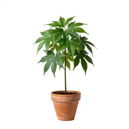 Umbrella plant