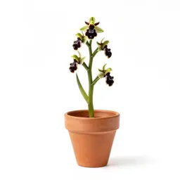 Bee orchid