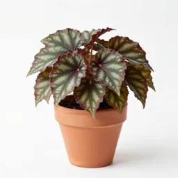 Beefsteak begonia