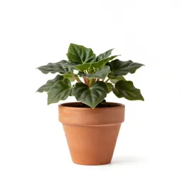 Begonia