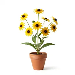 Black-eyed Susan