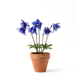 Blue columbine