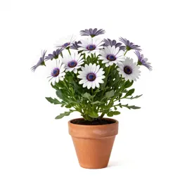 Blue-eyed African daisy