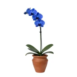 Blue orchid