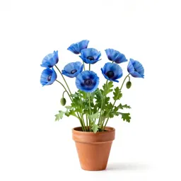 Blue poppy