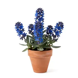 Blue succory