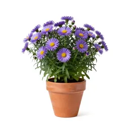Bog aster