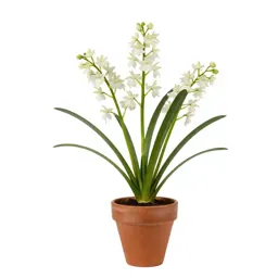 Bog rein orchid