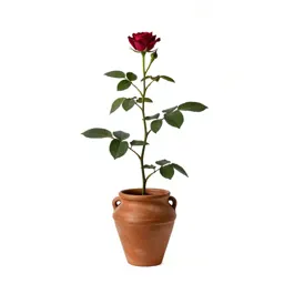 Bog rose