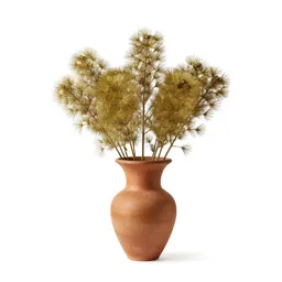 Brassavola