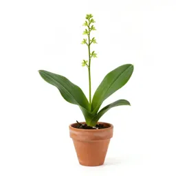 Broad-leaved twayblade