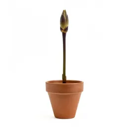Bud