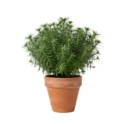 Bushy aster