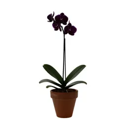Butterfly orchid