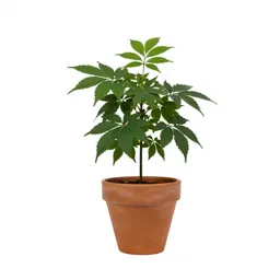 Butterfly plant