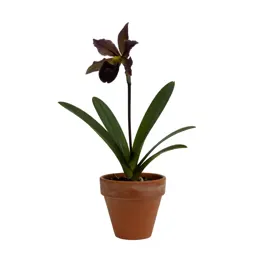 Calanthe