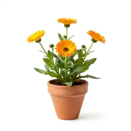 Calendula