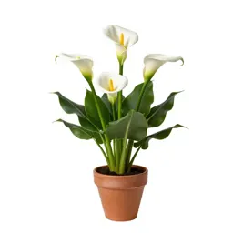 Calla lily