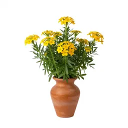 Cape marigold