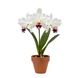 Cattleya