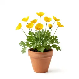 Celandine poppy