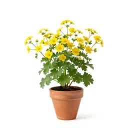 Celandine