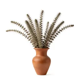 Chafeweed