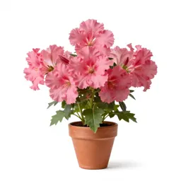 Cheddar pink